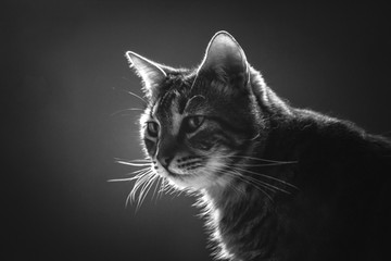 Retrato de un gato en blanco y negro a contraluz