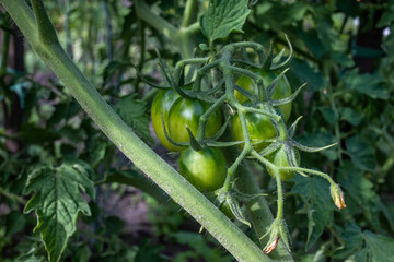 green tomatoes on the vine