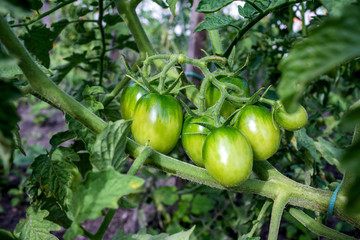 green tomatoes on the vine