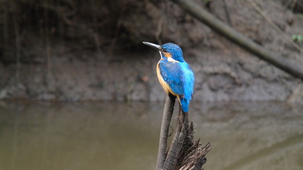 Common Kingfisher on a stump 
