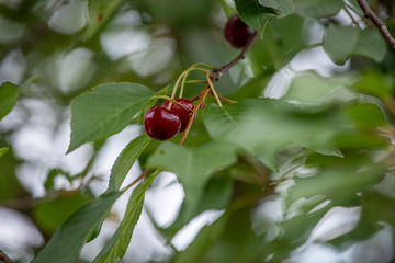 red cherries on a branch