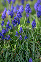 Naklejka premium Muscari armeniacum flowering plant, blue spring bulbous grape hyacinth flowers in bloom in the garden