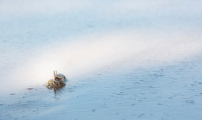 Ghost crab,Ocypode or Ocypodidae on the beach.