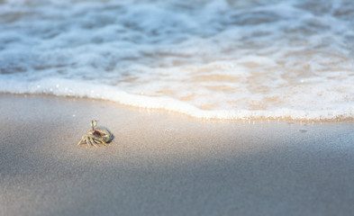 Ghost crab,Ocypode or Ocypodidae on the beach.