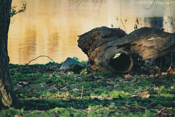 konra drzewa nad wodą  © Dariusz Grochal 