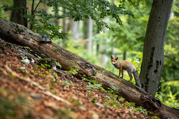 Curious red fox, vulpes vulpes, standing on a fallen tree trunk in summer forest on hillside. Diagonal minimalist composition of wild animal in natural habitat with copy space.