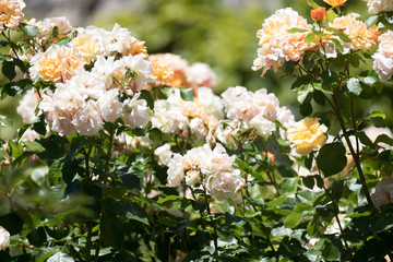 flowers in the garden