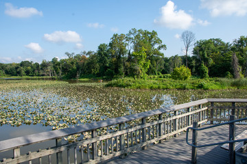 bridge in the park