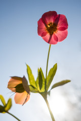 Blüte, Nieswurz, Blume, Christrose, Frühling