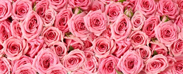 Foto op Canvas Achtergrondafbeelding van roze rozen. Bovenaanzicht van roze bloemen. Studio-opname van bloemen. © Tatyana Sidyukova