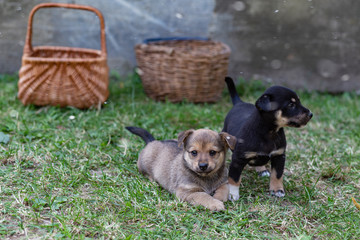 puppies playing near wicker baskets on grass