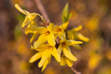yellow flowers at dusk