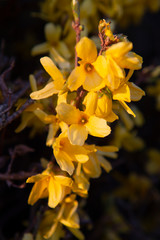 branch with yellow flowers at dusk