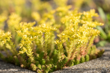 yellow blooming stonecrop. Latin name Sedum Acre