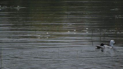 Pygmy Cotton Goose in Lake 