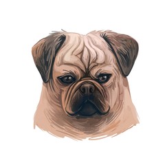 Puggle digital art illustration of cute dog muzzle isolated on white. Crossbreed dog between Beagle and Pug, hand drawn cute pet portrait, canine animal, pedigree puggle dog breed, puppy head.