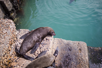 Wide angle view of the popular tourist destination of Kalkbay in Cape Town South Africa