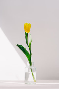 tulip