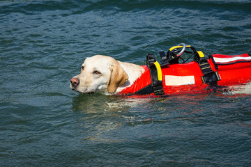 Lifeguard dog, rescue demonstration with the dogs in the water