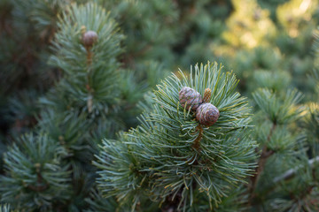 Naklejka na ściany i meble close-up of a branch of coniferous shrub.mountain pine, proper mowing (Pinus mugo Turra) a species of coniferous tree (or shrub) belonging to the pine family (Pinaceae). Occurs in the mountain ranges 