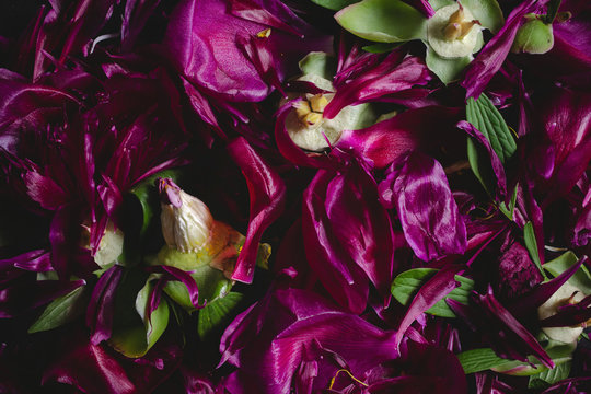 Broken magenta peonies pattern
