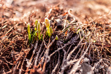 The first snowdrops among last year's grass
