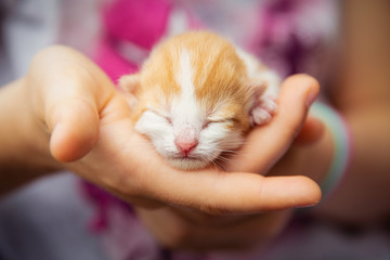 Closeup portrait of a newborn kitten being gently held by her owner
