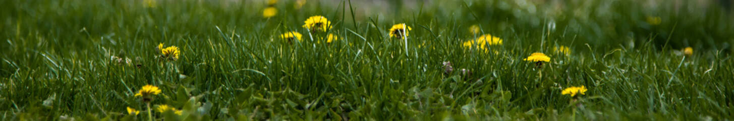 green grass and yellow flowers