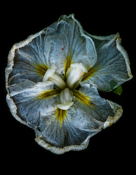 iris and a tick