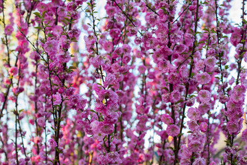 closeup of pink almond three-lobed, tibial tonsil (Prunus triloba Lindl.) branch blossoming, a species of shrub, belonging to the genus Prunus. Occurs most often in China and Korea