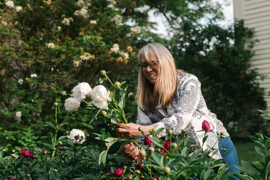 woman cutting peonies