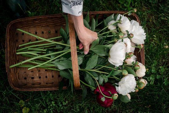 hand putting a white peony in basket