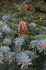 close-up of a branch of coniferous shrub.mountain pine, proper mowing (Pinus mugo Turra) a species of coniferous tree (or shrub) belonging to the pine family (Pinaceae). Occurs in the mountain ranges 