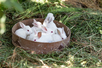 little white rabbits in a basket on dry grass on a sunny day