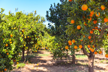 orange tree with fruits, beautigul drove of orange. Ripe organic oranges hanging from an orange tree.