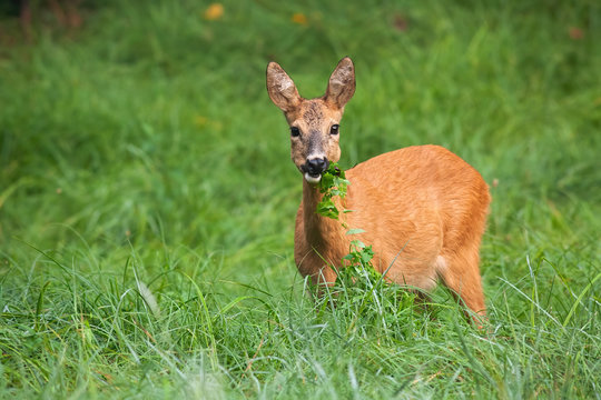Alert roe deer, capreolus capreolus, doe grazing on meadow with green leafs in mouth. Cute wild animal with big eyes and orange fur facing camera with interest in summer nature.