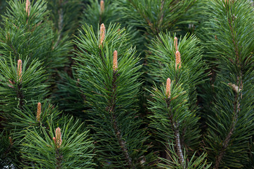 close-up of a branch of coniferous shrub.mountain pine, proper mowing (Pinus mugo Turra) a species of coniferous tree (or shrub) belonging to the pine family (Pinaceae). Occurs in the mountain ranges 