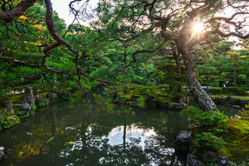 peaceful Japanese garden