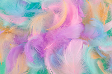 Fototapeta na wymiar Colorful feather background, top view.