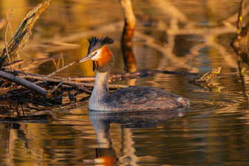 great crested grebe