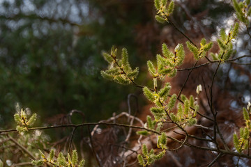 Springtime background with new spring growth on willow