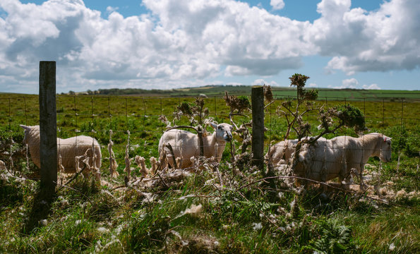 Sheep aiding the process of moulting their fleece by rubbing themselves against a gorse bush and wire fence.