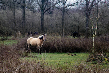 konik horse in nature park © Ronny