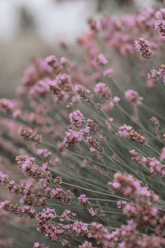 Lavender close up