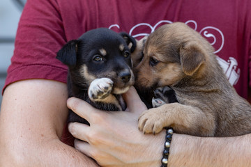 puppies in the arms of a man in a red t-shirt