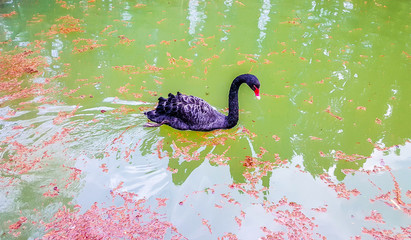 Graceful black swan swims in a pond.