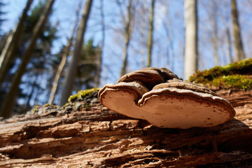 Pilz gedeiht auf umgestürztem Baumstamm