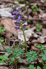 gefiederter Lerchensporn