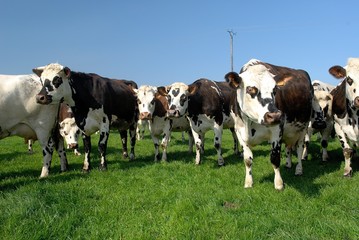 Troupeau de vaches normandes au pré