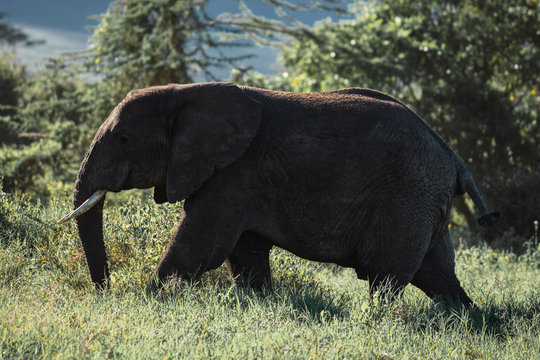 Juvenile African elephant walks among the green grass.